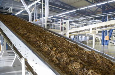 Tobacco processing