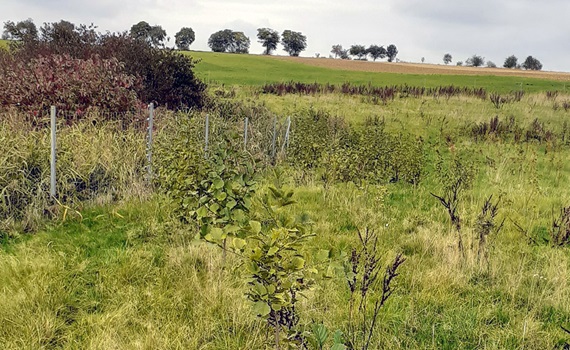Trees planted in the Erzgebirge near Leukersdorf