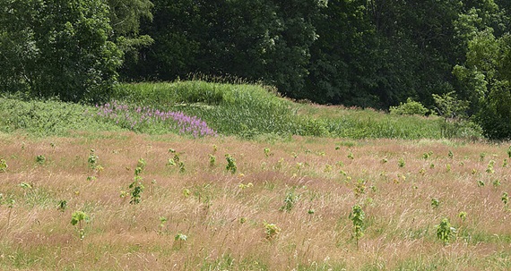 Freshly planted trees in the Erzgebirge near Seiffen